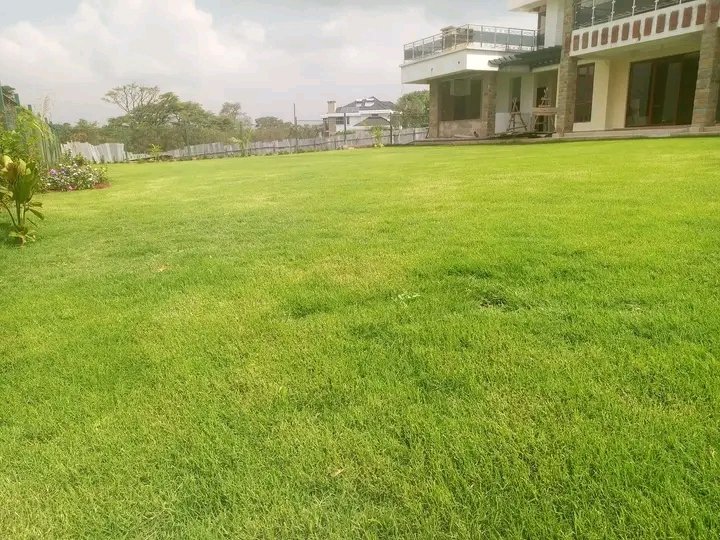 0729223329
Arabic/Nyasi ya <a href="/KideroEvans/">Dr. Evans Kidero</a>
No. 1 most beautiful lawn grass in Kenya
It's grown on open grounds direct to sun rays
Kshs 1,500 a 50kg sack (Covers 4m×3m)
Free delivery to Karen, Bomas, Limuru, Katani, Langata, Mlolongo, Ngong, Rongai, Westlands, Kileleshwa, Kilimani..,