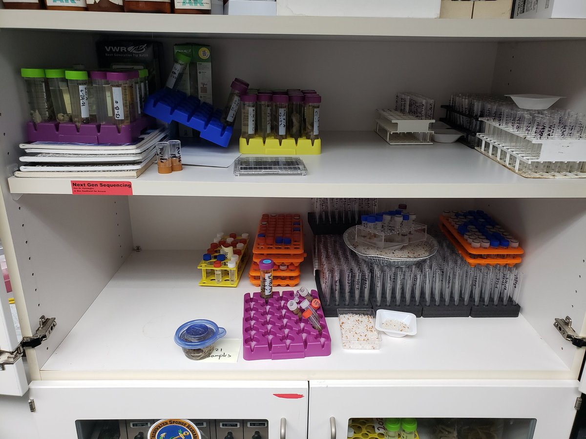 MalTheSpongeGal's tweet photo. Today's super fun sponge task! Label the lids of and organize a few hundred sponge samples! https://t.co/3dTKWlxsQS