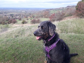 millypod1's tweet photo. ๐16 NOV 2022 #Lost LEXI #ScanMe #Tagged
Black Labradoodle Female
The Old Golf Course #GreatDenham #Bedford #Bedfordshire #MK40
She went to play in a pond that she goes in every day. She never came back๐ข
SIGHTINGS PLZ โ๏ธ07535 327718
https://t.co/CkFknDC856 https://t.co/lugcdBm1Ce