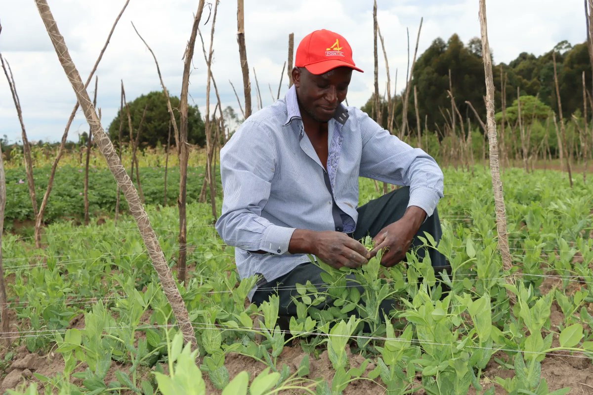 IFDC Kenya tweet media