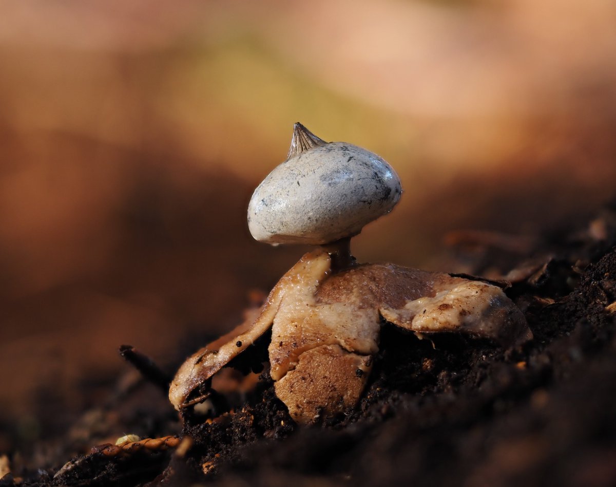 6NAM8's tweet photo. Beaked Earthstar (Gaestrum pectinatum) @ Virginia water 😊 @BritMycolSoc @BritishFungi #FungiFriday https://t.co/38DzFyOzFH