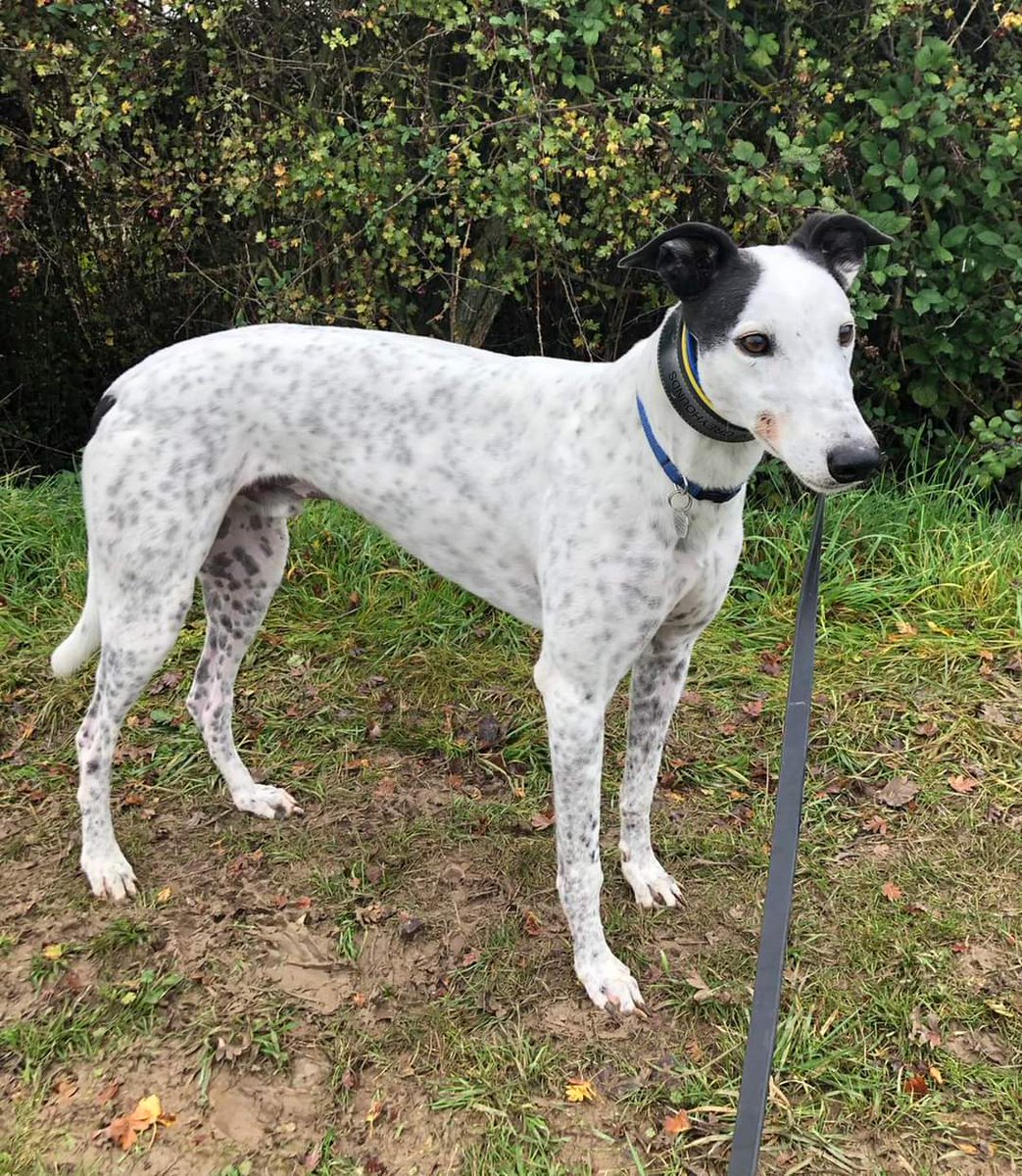 Greyhound Adoption @ Seaside Greyhounds tweet media