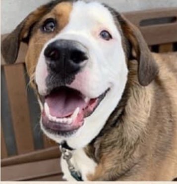 TomJumboGrumbo's tweet photo. Delightful Snoopy #157851, a 9 month old puppy who was dumped for “rough play”, dies in NYCACC Saturday. Relaxed and playful with kids and dogs, but anxious when left alone, he deserves so much more. A BENEFIT to any family, save him: pls pledge RT SNOOPY!
https://t.co/a9JshKNgrn https://t.co/qYnFXuKtae