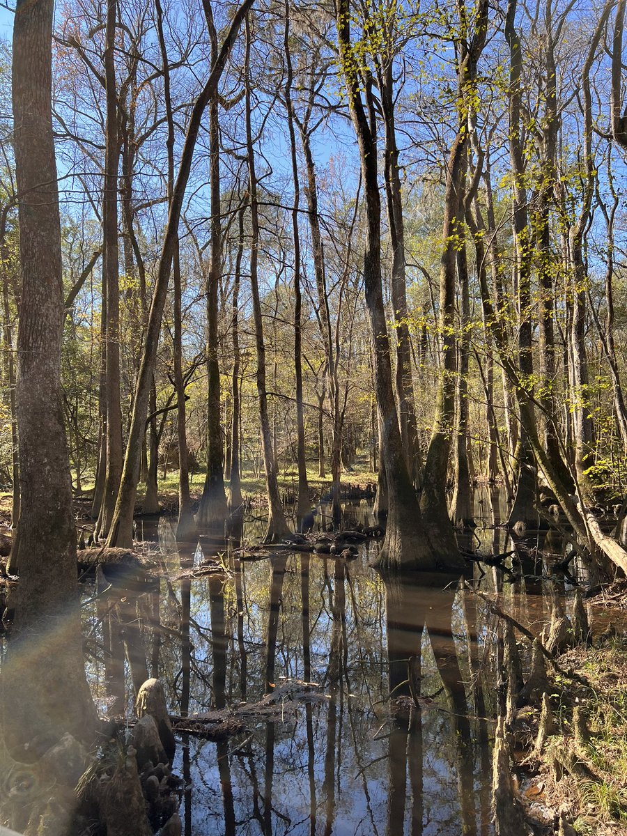 Day two exploring Congaree National Park. #hiking #nationalparks