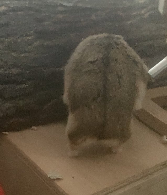 biscuitandbippo's tweet photo. Interesting hamster build https://t.co/g0IXXXXGeL