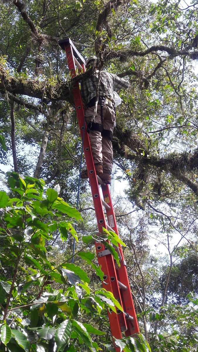 Luis Guillermo Quijano Cuervo tweet media