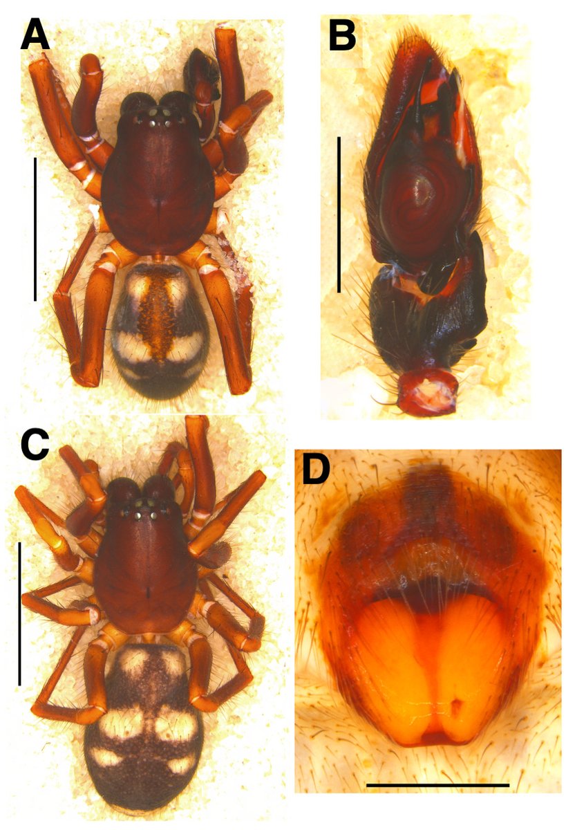 Luis Guillermo Quijano Cuervo tweet media