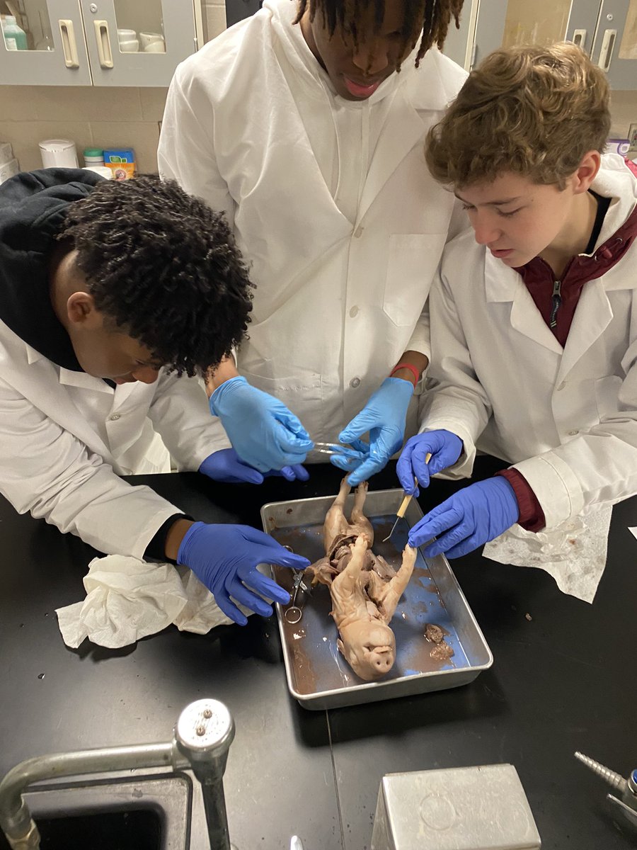 itsmayrogers's tweet photo. Favorite quote of the day. “It looks just like the diagrams.” HAPPY DISSECTION DAY!  #SHSSenators #STEMEducation #Anatomy https://t.co/iXRZQ6IiAH