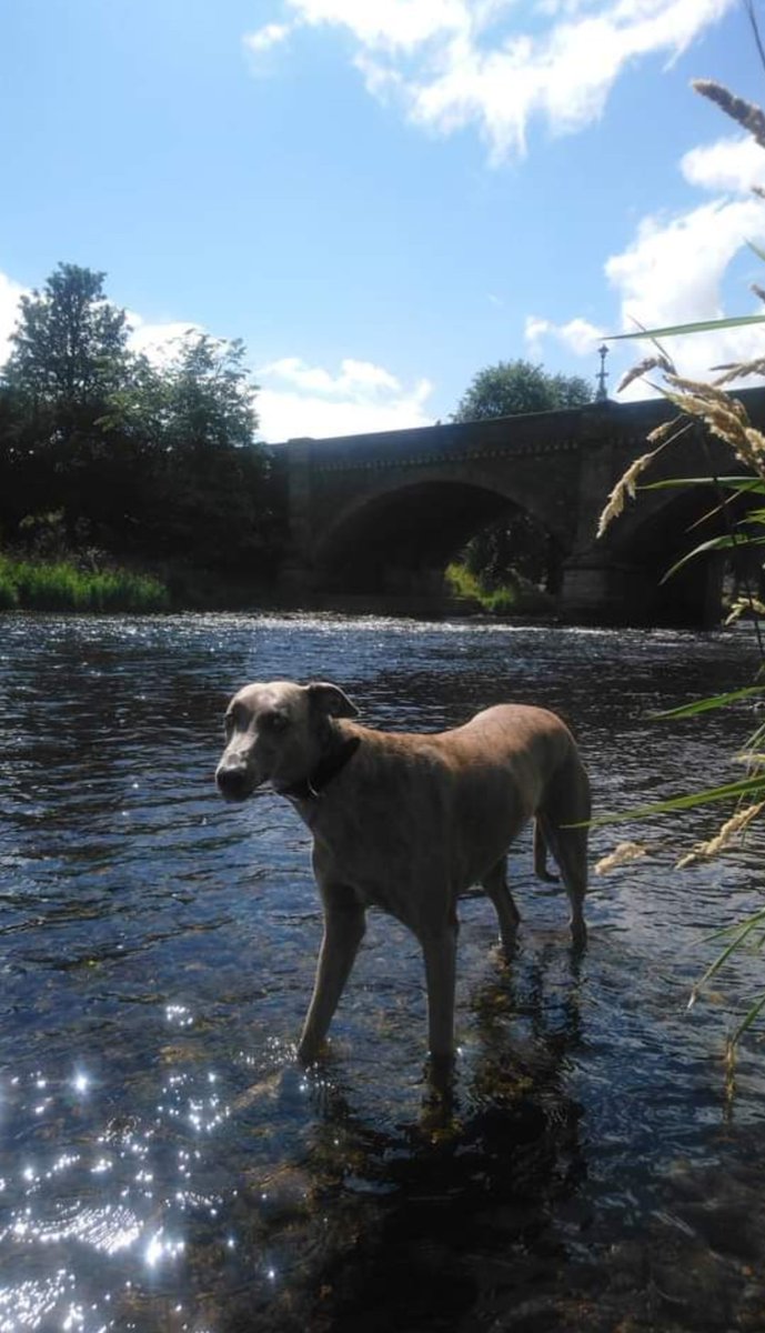 Wren enjoyed a wee paddle in the River Tweed at Peebles
#Holidaymemories #Scotland