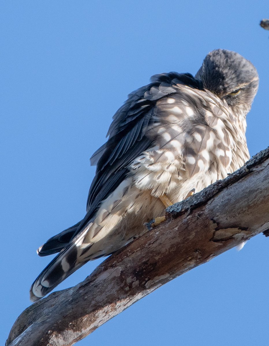 LawrenceConnol2's tweet photo. Merlin (Falco columbarius) adult male? (TAIGA) St. Joeseph’s Cemetery, Boston MA 
Couple of sightings in the area this week.   #nikonphotography #BirdsSeenIn2022 #TwitterNatureCommunity #SIGMA #birdphotography #TwitterNaturePhotography https://t.co/NbLrqWUwS0