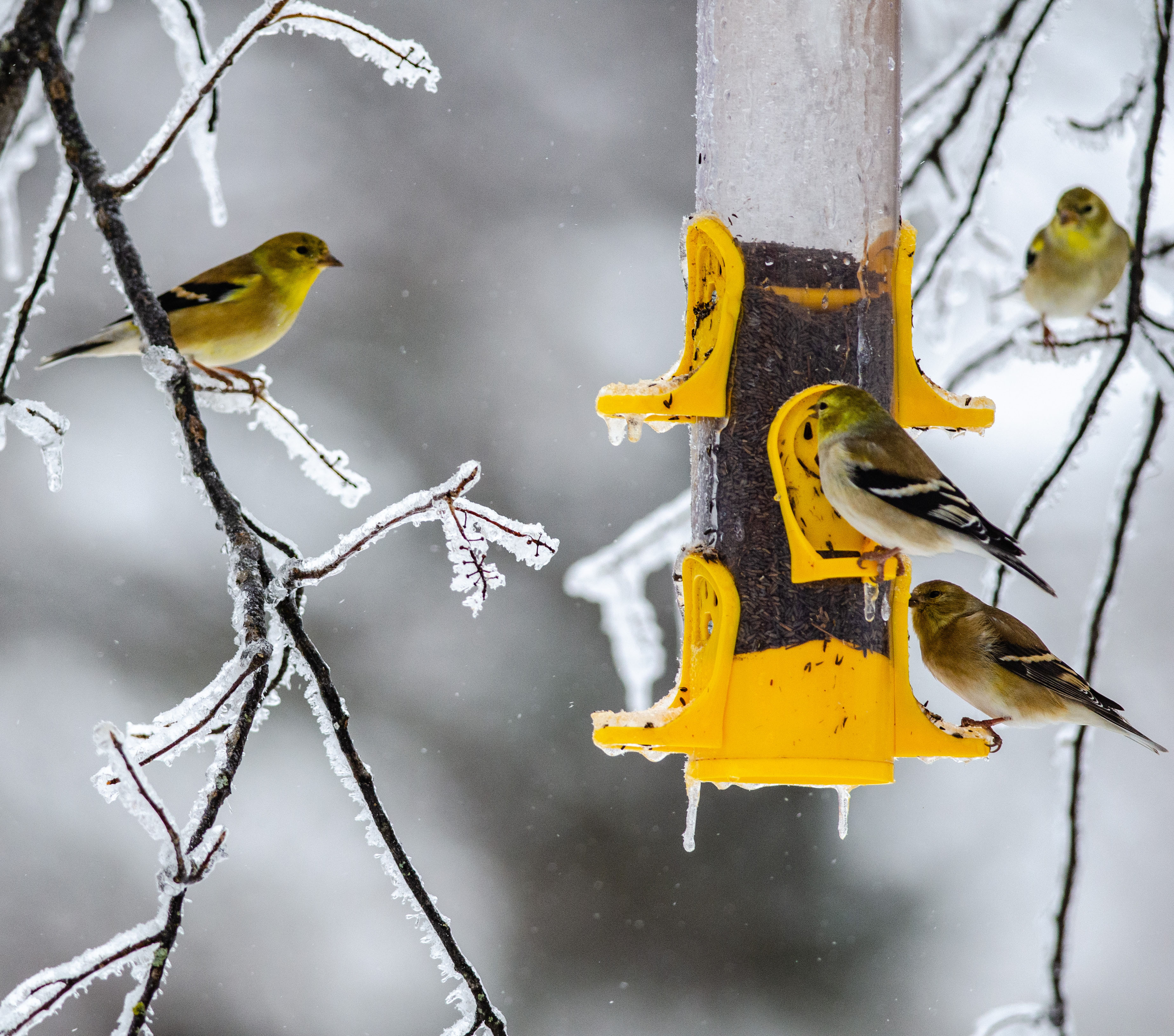 Michigan Department of Natural Resources (@MichiganDNR) / Twitter