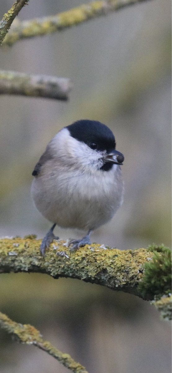 FarmShopOrganic's tweet photo. We are very happy to have Marsh Tits (UK conservation status Red) on the farm. Organic farming methods are designed to benefit and promote habitats for wildlife 💚 @gloswildlife @FWAGSouthWest @SoilAssociation #organic #agriculture #biodiversity #birds #gloucestershire https://t.co/kZo1NtqKdW