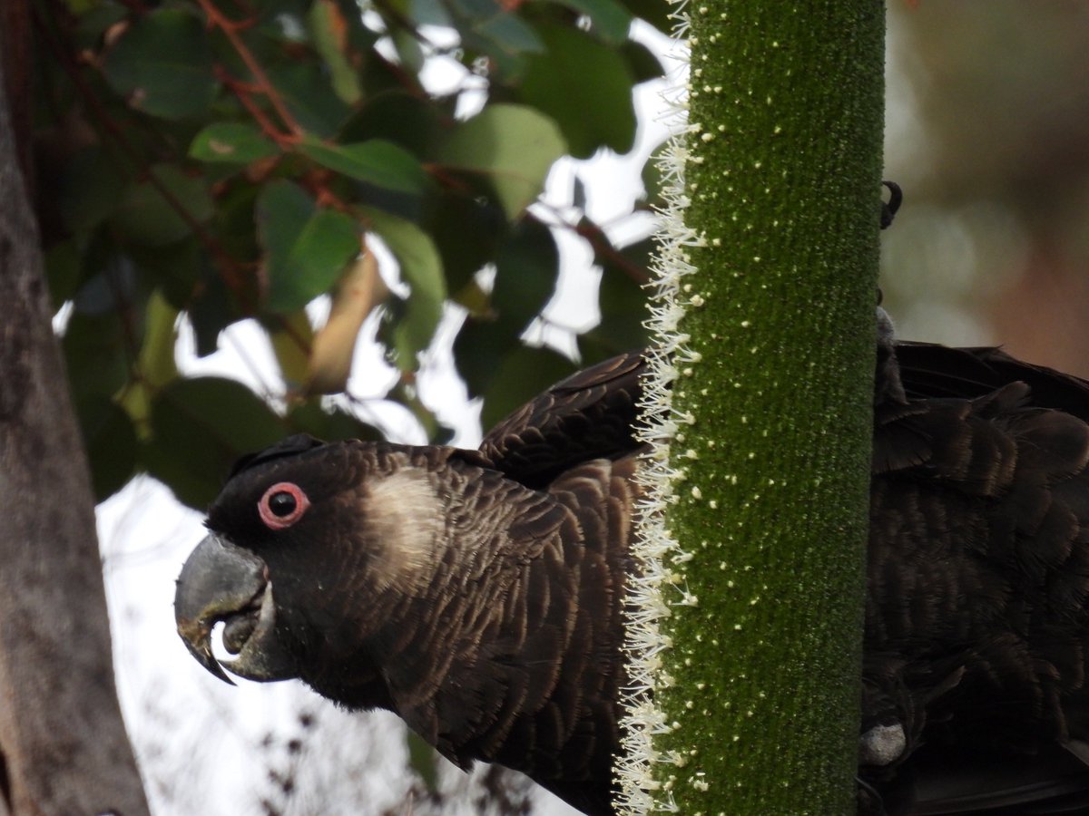 BlueJayWay tweet media