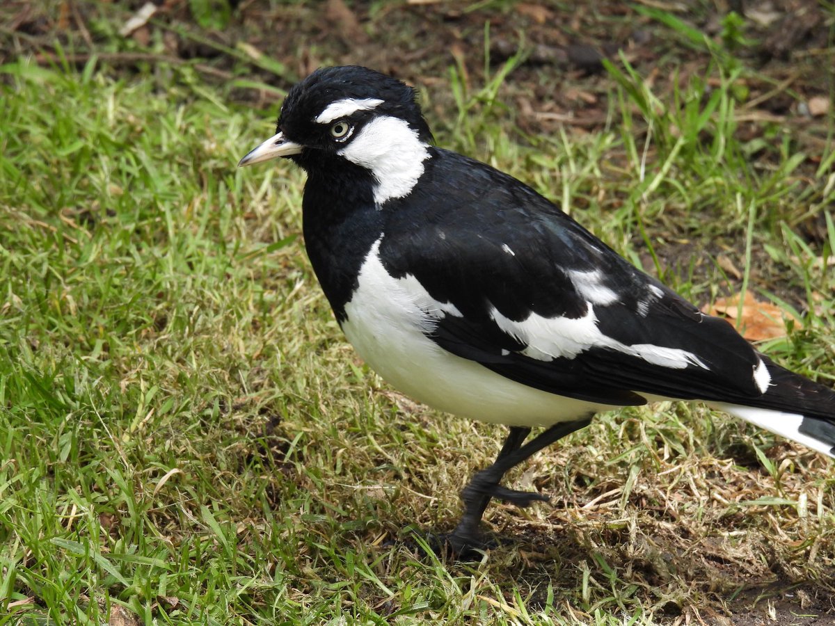 BlueJayWay tweet media