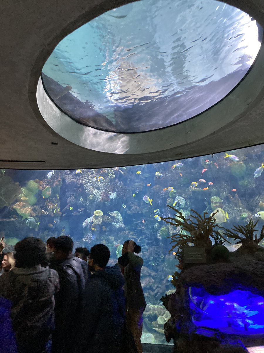 Schutter227's tweet photo. RTHS was @shedd_aquarium with some Pre-AP Biology students! We had the most fun exploring our fishy friends 🐳🐬🐟🐠🐡🦀🦭🐊 #richinstudentsuccess #RTHS #biologyclass https://t.co/Uch5FFEUpS
