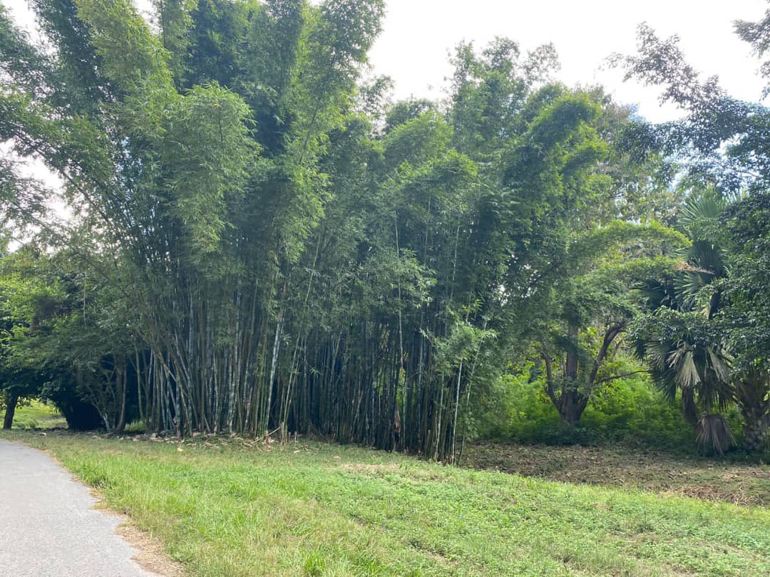 INBAR LAC (@inbarlac) on Twitter photo El proyecto #BambúRegional #Arauclima financiado @Coop_Esp_CR demostrará cómo el🎋es una solución basada en la naturaleza para afrontar de CC, a través de la interacción entre gobierno <a href="/CUBAINAF/">INAF</a> <a href="/MINAGCuba/">Ministerio de la Agricultura de Cuba</a>,la coop internacional #AecidCuba, la academia y productores <a href="/INBARofficial/">INBAR</a> El proyecto #BambúRegional #Arauclima financiado @Coop_Esp_CR demostrará cómo el🎋es una solución basada en la naturaleza para afrontar de CC, a través de la interacción entre gobierno <a href="/CUBAINAF/">INAF</a> <a href="/MINAGCuba/">Ministerio de la Agricultura de Cuba</a>,la coop internacional #AecidCuba, la academia y productores <a href="/INBARofficial/">INBAR</a>
