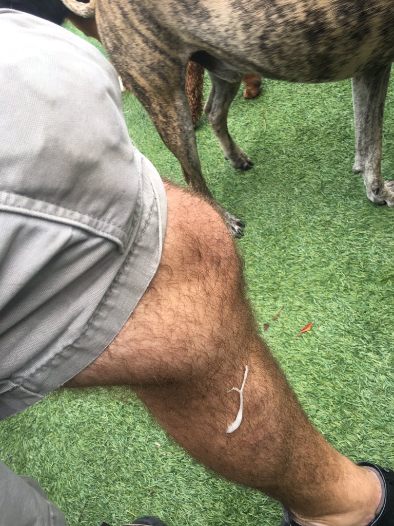 mikeyhatesit's tweet image. I thought a leash had fallen out of my pocket, but it was just drool from my favorite Great Dane.

#disgusting #GonnaVom #SlobberPony