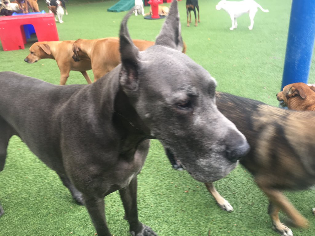 mikeyhatesit's tweet image. I thought a leash had fallen out of my pocket, but it was just drool from my favorite Great Dane.

#disgusting #GonnaVom #SlobberPony