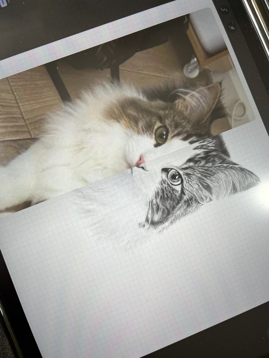 lumielxmiel's tweet photo. レイヤー使わずに
見て描いたけど
1回、目の間隔直したくらいで
差がありすぎる誤差なく
描けてるかな

仕上がるのが楽しみすぎる

まだ名前はふせておきます。

＃ネコ　＃ラガマフィン　＃デジタル　＃写実画　＃イラスト好き　＃シャーペン　＃鉛筆画　＃iPadpor ＃TikToker https://t.co/WIIwymh087