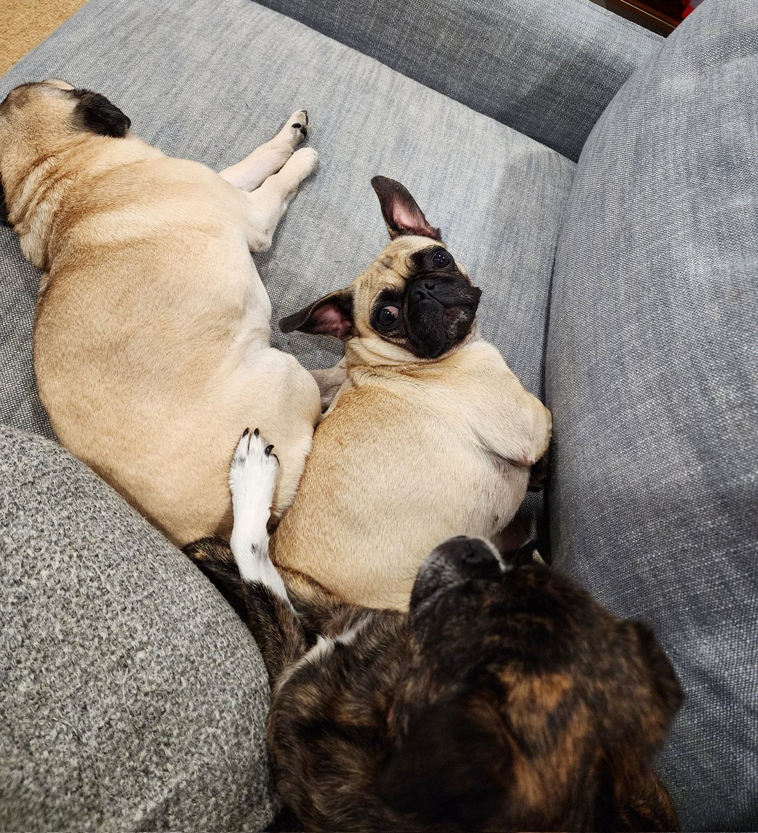 funaek's tweet photo. One thing I didn't miss when I was away - worrying that every single sound or movement will wake up &amp; disturb the pugs. #rosyposy #monkadoodledoo #pikapug #batpug https://t.co/33JtOM4JI8