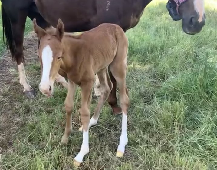 Mullins_Co's tweet photo. ✨5.40am this Flashy Colt arrived💫

🍎 hasn’t fallen far the tree with this ⭐️, a perfect image of his parents. 

Grandsires #Snitzel x #WrittenTycoon have marked this boy, deep gene pool here 🧬, let’s go 🚀!! https://t.co/jzI3AMQelS