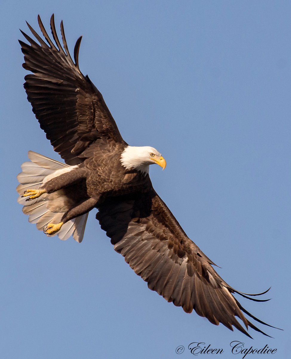 TodaysBaldEagle's tweet photo. (Photo by Eileen Capodice)
#wildlifephotography #nature #bloodpressurebreak #birdtwitter #baldeagle #TwitterNatureCommunity #birds https://t.co/GucBHXc32I