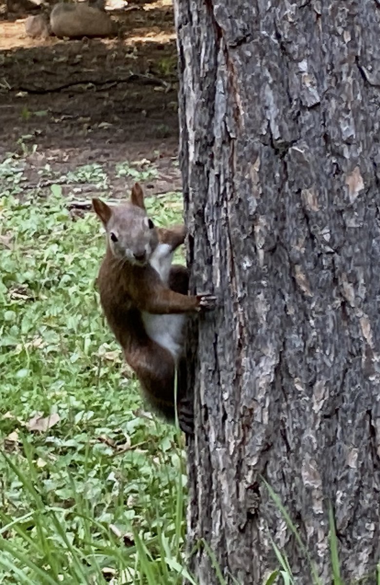 a_okera's tweet photo. Japanese Squirrels 🐿️ at MaruyamaPark, Sapporo @photographybybf @wildlife @thelovelyanimal @AnimalsPhoto https://t.co/YnwjOmnz61