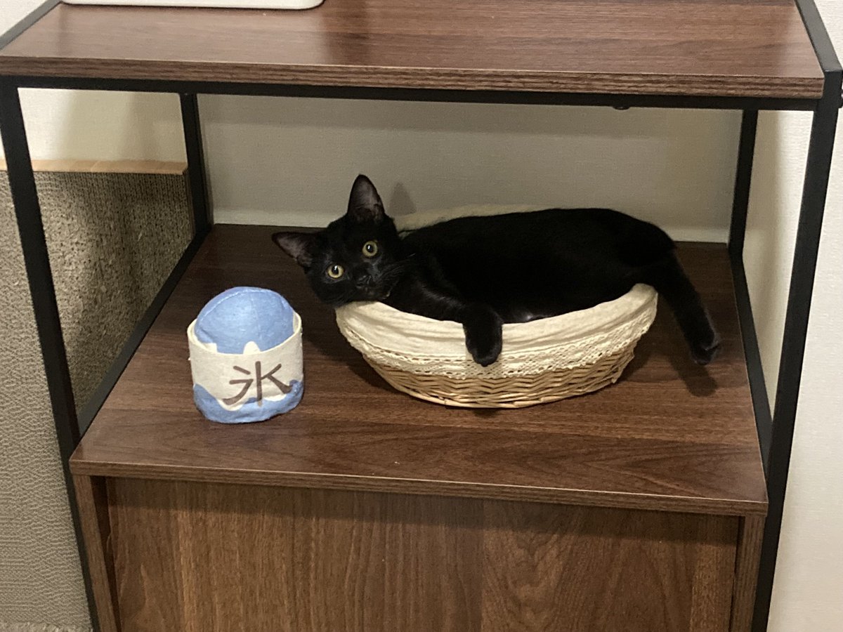 koori0501's tweet photo. 好戦的に育ってしまい、毎日流血なのですが噛み癖って直せるのでしょうか😂 https://t.co/8SkGIKI0LN