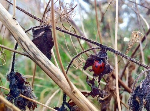 This autumn, please consider leaving dead plants in your garden rather than 'tidying' them up. Over the winter they will provide sheltered spots for hibernating ladybirds and lots of other creatures 🐞 #wildlife #gardening #nature