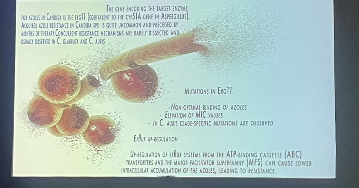 carla89rom's tweet photo. Thanks our mentor Dr. Ponce de León to 🔝 lecture Clinical relevance of in vitro antifungal susceptibility tests for yeasts🧫💊🔬 #Infocus2022 
-Intrinsic vs acquired resistance 
-Erg11 and FKS mutations  (>breakthrough infections) 
-Phenotypic vs Genotypic assays
-Good 💉tx=👍🏼 https://t.co/tj7xjqiMp0