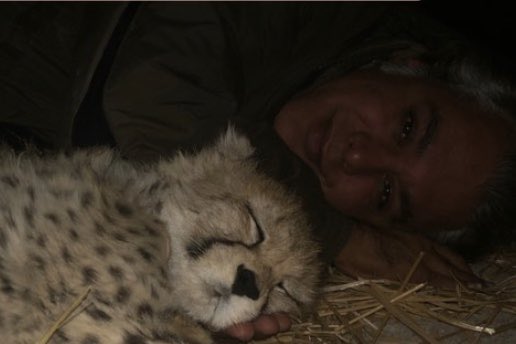 تازه‌ترین عکس از پیروز و علی‌رضا شهرداری که به‌دلیل بارندگی شب ‌گذشته مجبور به خوابیدن در لانه‌ی جدیدِ پیروز شدند و به‌دلیل عدم اعتماد پیروز به جای جدید، علی‌رضا هم شب در کنارش می‌خوابد.

توضيحات علی‌رضا از اخبار منتشر شده درباره‌ی احوال پیروز: ⬇️