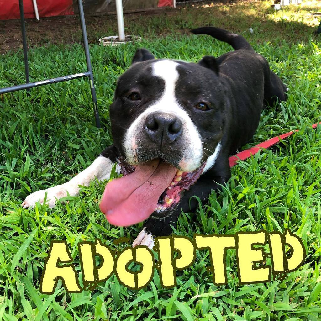 fotnhas's tweet photo. Happy Friday, Friends 😄 So happy to announce that chonky Hugo was adopted!! 🌟✨🌟✨🌟✨🌟 #happytails #hugothedog #newhavenanimalshelter #adoptyourbestfriend #nhv https://t.co/IgvFmsD0Zf https://t.co/6dMNBg5sUJ