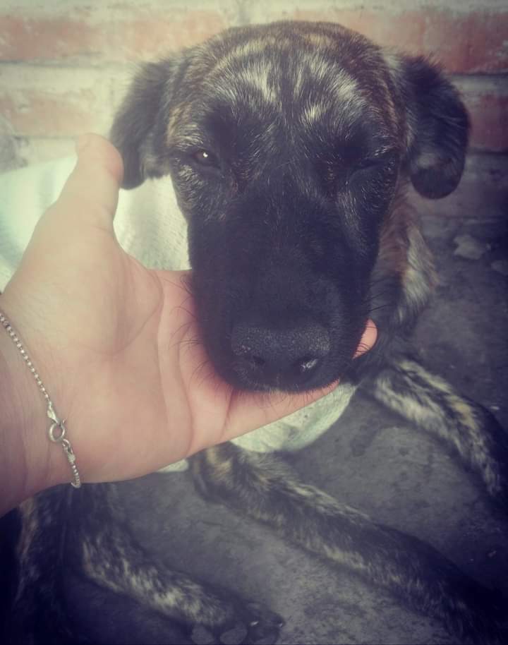 Ximena busca un hogar en verdad es un amor, dónde rento ya no me permiten más ya tengo 37 rescatados conmigo 😔 convive con perritos, gatitos,merece una oportunidad,fue abandonada desde pequeña 😔 a sufrido mucho en las calles 🙏😞