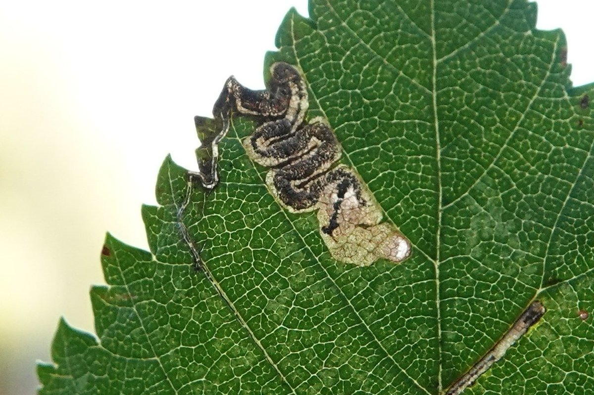 This rather leafy blog post is filled with blotches, wiggles, folds, creases &amp; spirals.
It will be a future mini guide for my future ramblings in the countryside.  Sincere thanks to <a href="/BeachHutBirder/">Antony Wren</a>  blueeyedbirding.blogspot.com/2022/11/late-a…