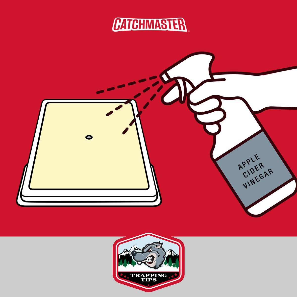 Catchmaster's tweet image. Here’s a tip that turns any glue tray into a fruit fly trap. Use a household sprayer to lightly coat a glue tray with apple cider vinegar.  The scent attracts and fruit flies like to investigate their surroundings, make them more likely to land on the trap.