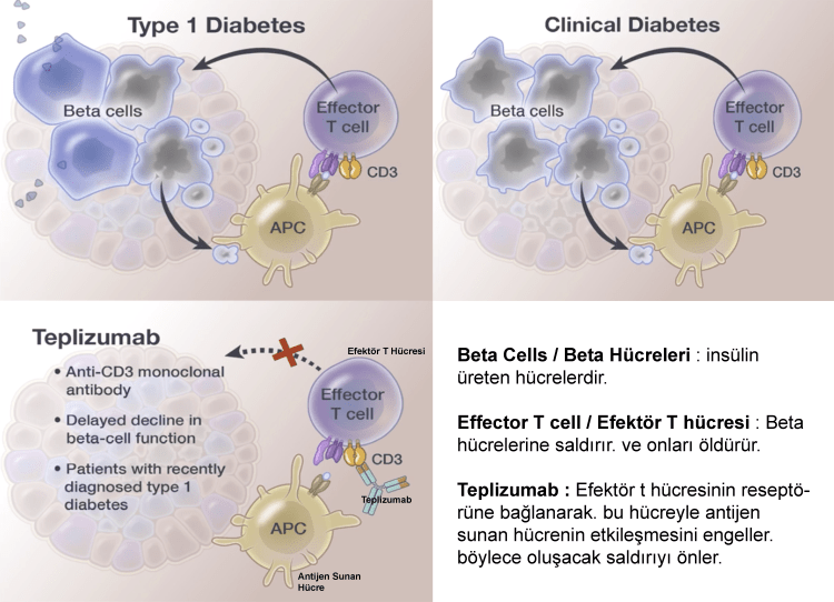 FDA (Amerikan Gıda ve İlaç İdaresi) bir monoklonal antikor tedavisini ( teplizumab ) tip 1 diyabet için onayladığını açıkladı.

#Type1Diabetes  #diabetes #DiabetesMonth #DiabetesAwarenessMonth