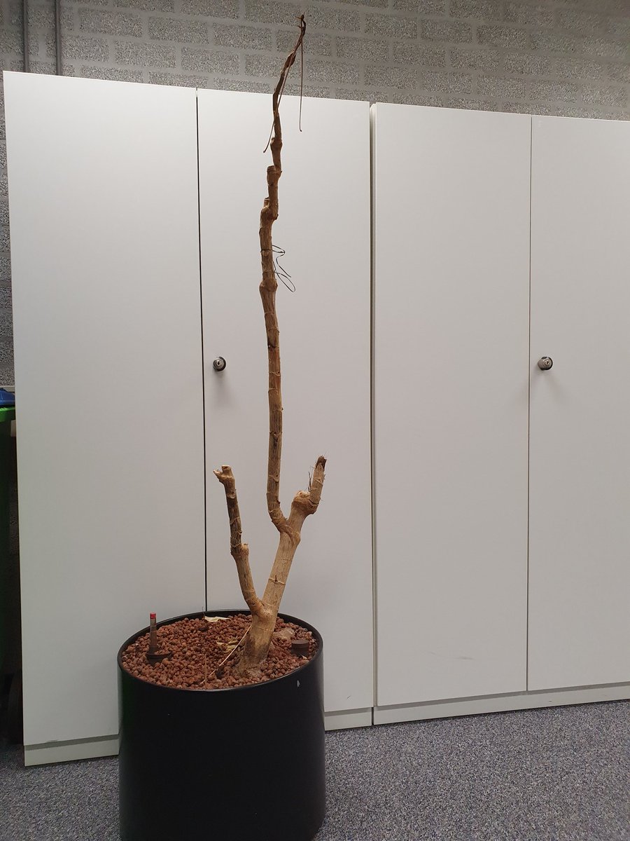 Annemoon2014's tweet photo. Het was de Week van de Werkstress. 
Groen op kantoor schijnt wonderen te doen tegen werkstress. Deze kantoorplant heeft alles gegeven. #WvdW2022 https://t.co/c6NbsvP9D4