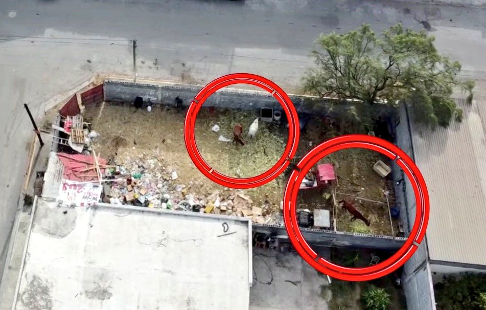 DaveCazaresM's tweet photo. Un mercado ilegal de renta de caballos para carretoneros fue detectado en operación a plena luz del día en Monterrey.

Con $250 pesos es posible adquirir un animal con todo y vehículo para recolectar basura, escombro o cartón, pese a que el carretonaje está prohibido. 🧵👇 https://t.co/fzC27FXMJc