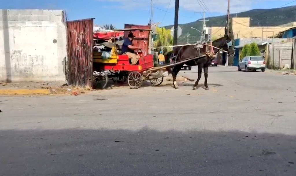 DaveCazaresM's tweet photo. Un mercado ilegal de renta de caballos para carretoneros fue detectado en operación a plena luz del día en Monterrey.

Con $250 pesos es posible adquirir un animal con todo y vehículo para recolectar basura, escombro o cartón, pese a que el carretonaje está prohibido. 🧵👇 https://t.co/fzC27FXMJc