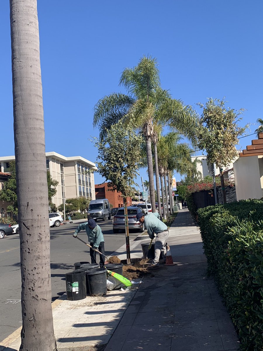 enhancelj's tweet photo. Three new Chinese elm trees in the ground today on Silverado St. thanks to a team effort by the La Jolla Garden Club, La Jolla Rotary, the La Jolla Woman’s Club &amp; Enhance La Jolla. https://t.co/tBD6sxyykz