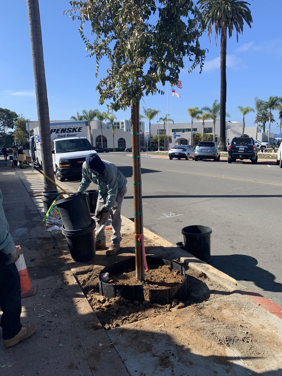 enhancelj's tweet photo. Three new Chinese elm trees in the ground today on Silverado St. thanks to a team effort by the La Jolla Garden Club, La Jolla Rotary, the La Jolla Woman’s Club &amp; Enhance La Jolla. https://t.co/tBD6sxyykz