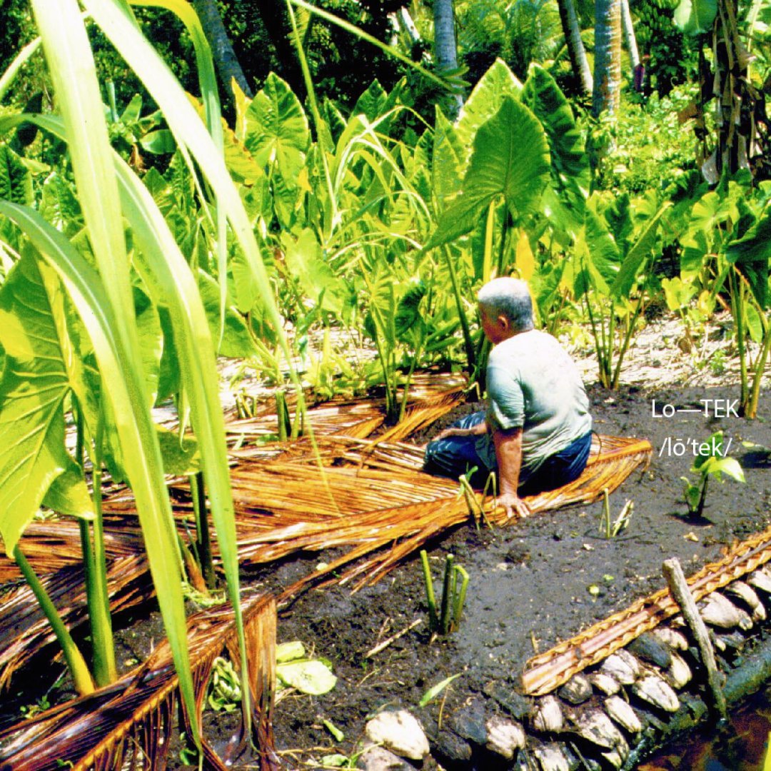 #LoTEKWater
‘Floating’ taro islets, called ma’a, are found on Puluwat and Ulithi Atoll. These nature-based innovations produce yields higher than commercial farms and are constructed by older women and young mothers without artificial fertilizer.
Photo credit: Harley I. Manner