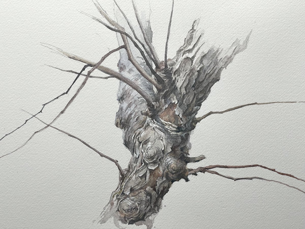 smitchelldesign's tweet photo. From last week’s #youtube episode. #graphitint pan set. @derwentart 
#watercolor #watercolour #watercolorpainting #watercolorart #treeart #watercolortrees https://t.co/mWu2cojldz