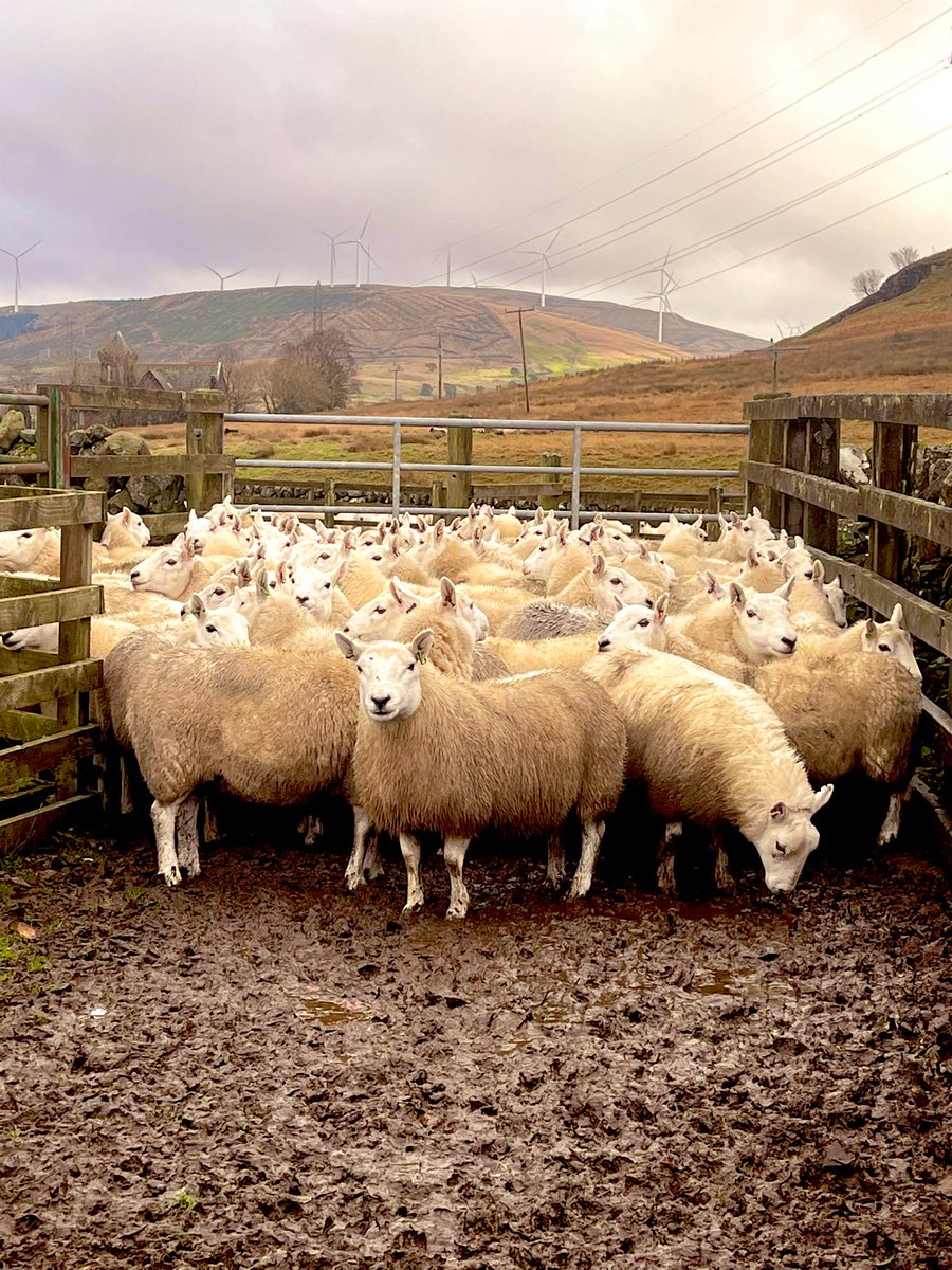 In the foreground some stunning regular ages cheviots I sold today, they’ve lived on the surrounding hills for generations and supported generations of hill shepherds and rural economies. In the background is the future of their habitat. Quite sad really. ☹️