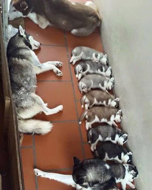 woofhuskies's tweet photo. Huskies and their parents https://t.co/FM9WGTMgey