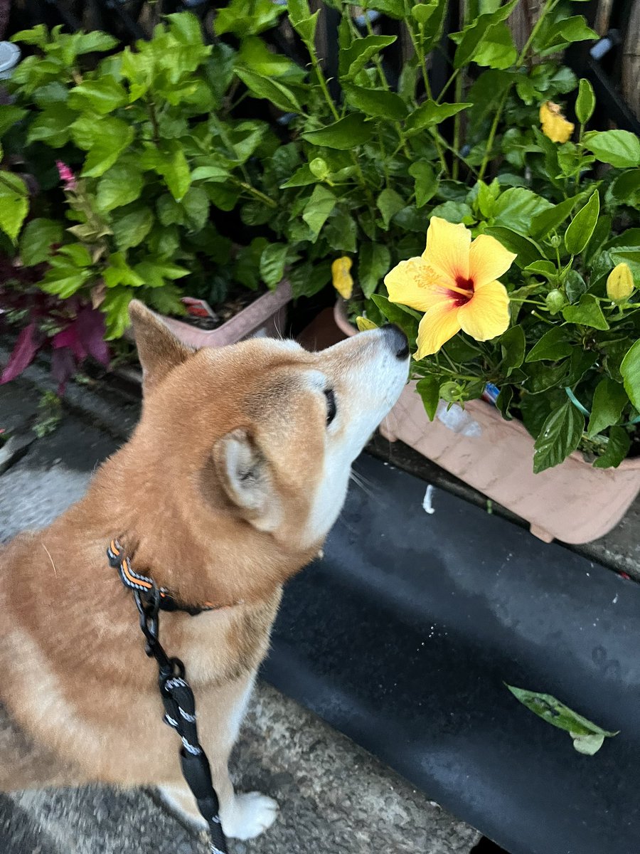 #ハイビスカス
#花 #写真
#柴犬 #犬 #愛犬 #dogs 

綺麗だね💕 https://t.co/oTQud5zC5C