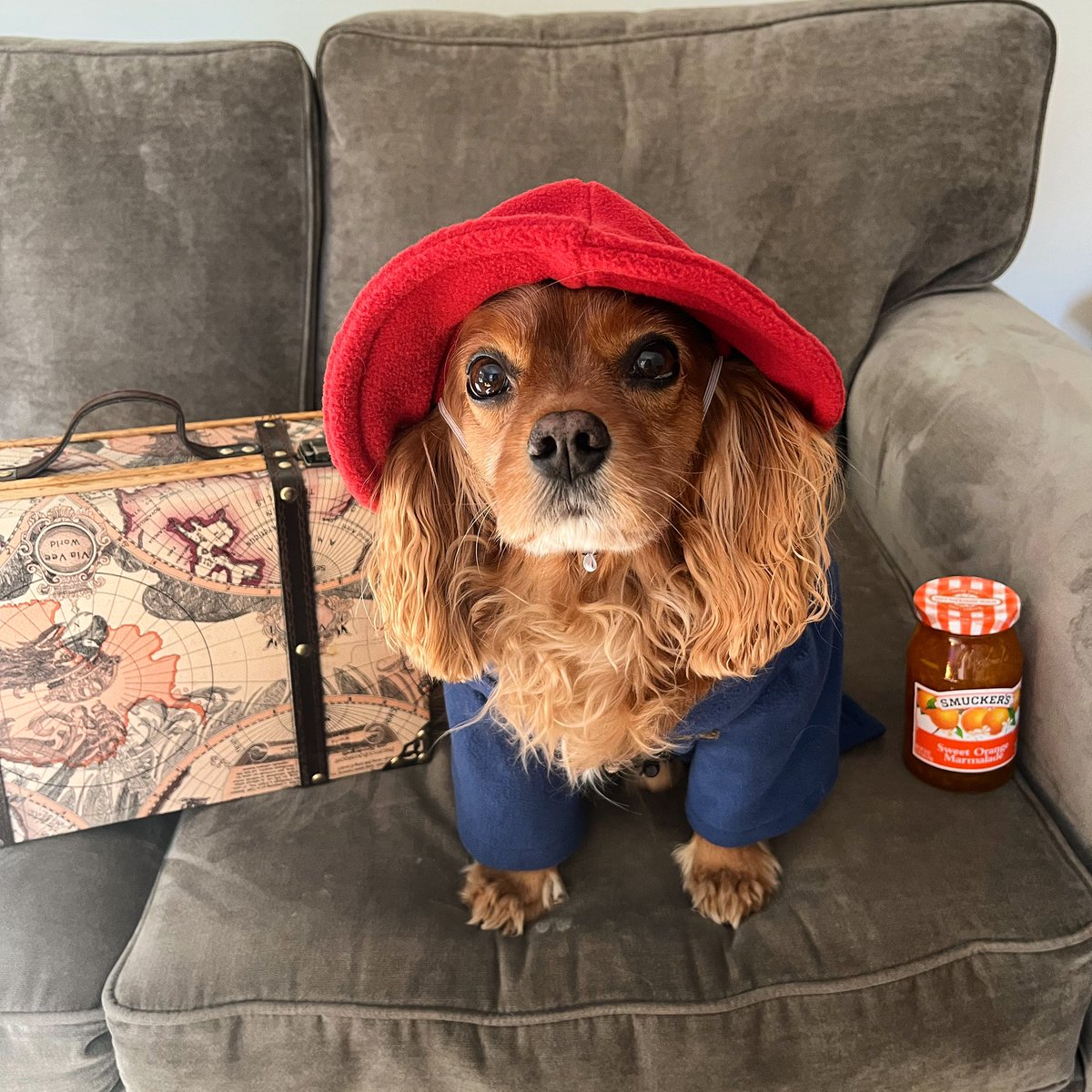 AbsAdg8's tweet photo. @darth I never tweeted Isaac’s Halloween costume so it’s as good a time as any! 🧸 https://t.co/kz3peMQIgk