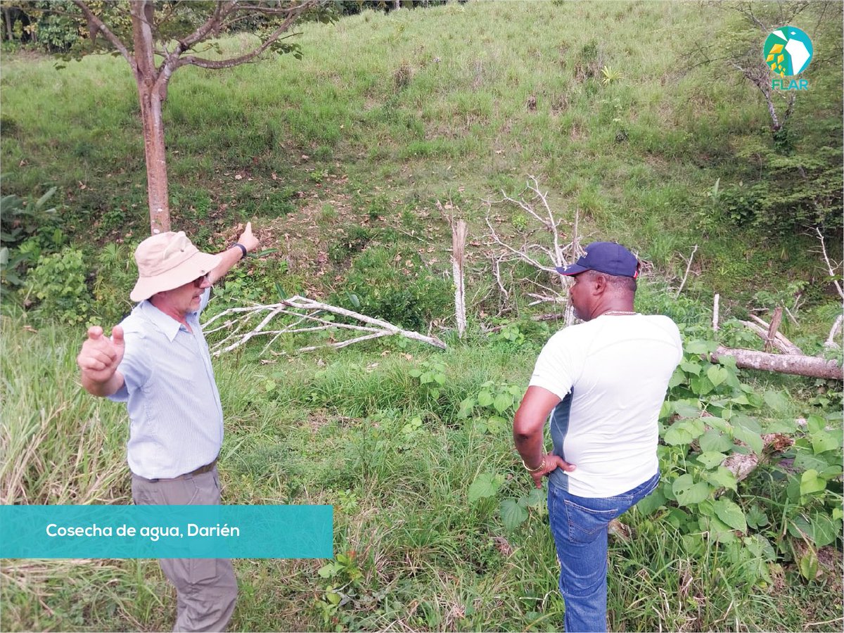 🧵Continuando con su gira técnica en Centroamérica, Gilberto Dotto, especialista del Programa de Agronomía de <a href="/arrozFLAR/">FLAR🌾🍚</a>, se encuentra en #Panamá🇵🇦, haciendo seguimiento al proyecto “Por un Panamá autosuficiente en #arroz”, acompañado por los técnicos de <a href="/conagrosemillas/">conagrosemillas</a>👇
