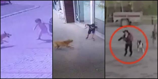 is_mail1903's tweet image. Hiç bir hayvanın hayatı bir çocuğun bir insanın hayatındam daha değerli olamaz.Burda boş boş konuşmayın sokaklar başı boş köpeklerle dolu.sahiplenin ozamam hem sizin istediğiniz olsun hem bizim.
#KoepekleriToplayın
#KoepekleriUyutun
#katilköpekler
#Katil5199
#KöpekKanunuHemen