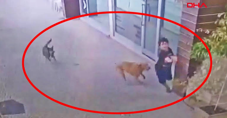 is_mail1903's tweet image. Hiç bir hayvanın hayatı bir çocuğun bir insanın hayatındam daha değerli olamaz.Burda boş boş konuşmayın sokaklar başı boş köpeklerle dolu.sahiplenin ozamam hem sizin istediğiniz olsun hem bizim.
#KoepekleriToplayın
#KoepekleriUyutun
#katilköpekler
#Katil5199
#KöpekKanunuHemen